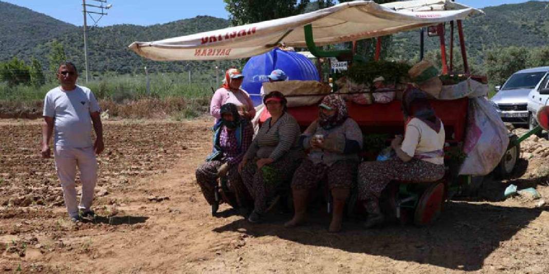 Sabah erkenden tarlanın yolunu tutuyorlar! Tohumla toprağı buluşturuyorlar 7